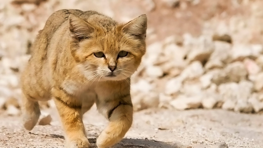 Животные пустыни барханный кот