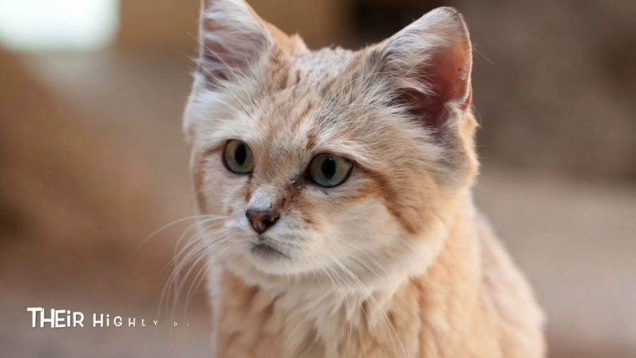 Барханный песчаный кот