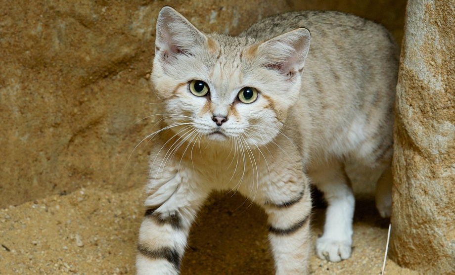 Барханная кошка