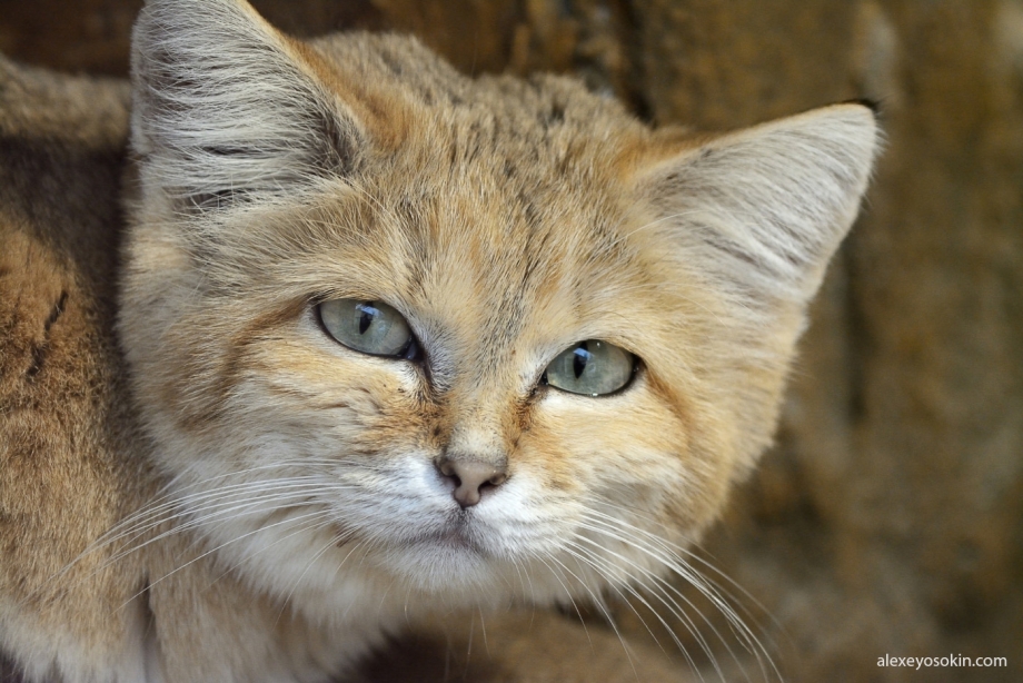 Барханная кошка