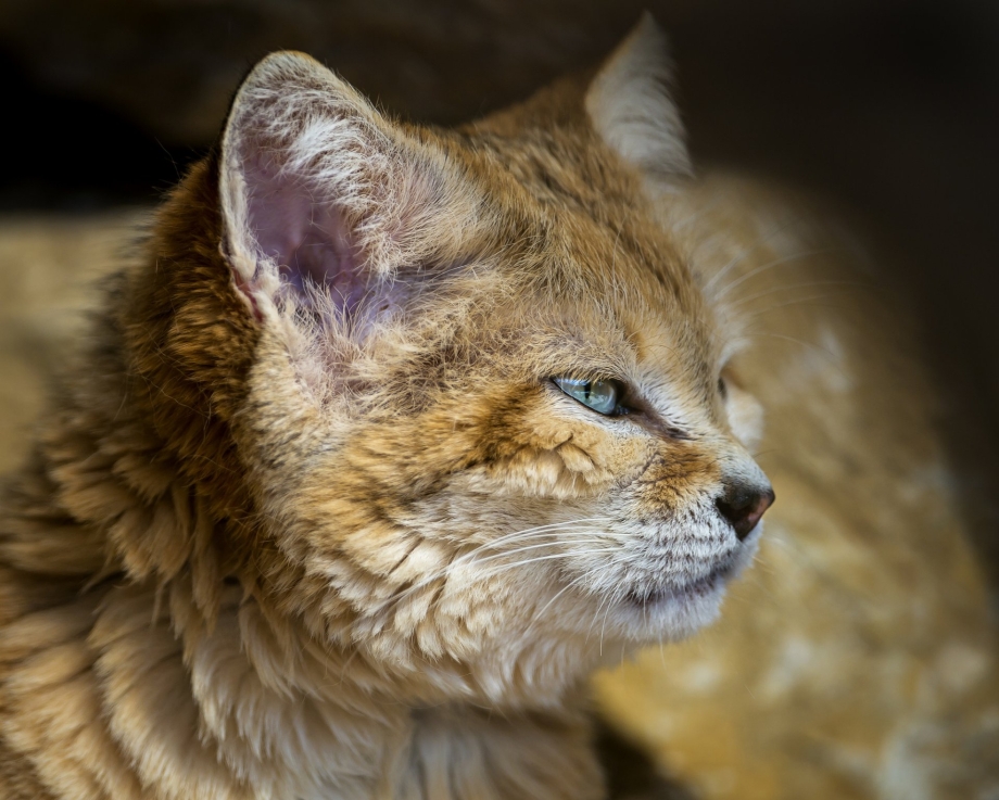 Барханная кошка