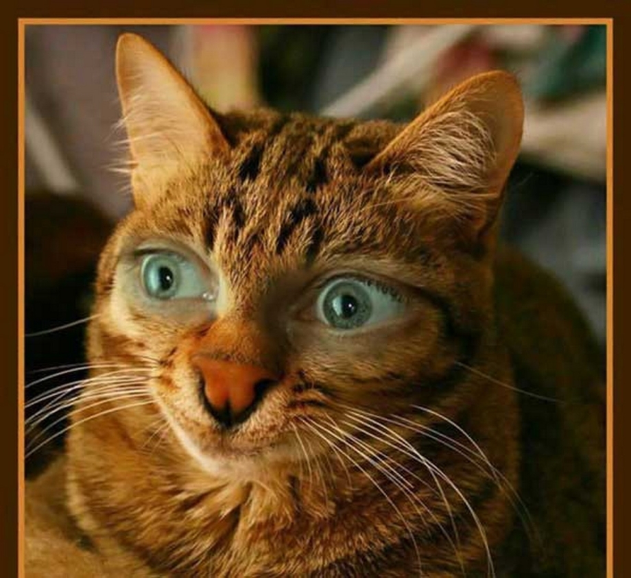 Кот с прищуренными глазами