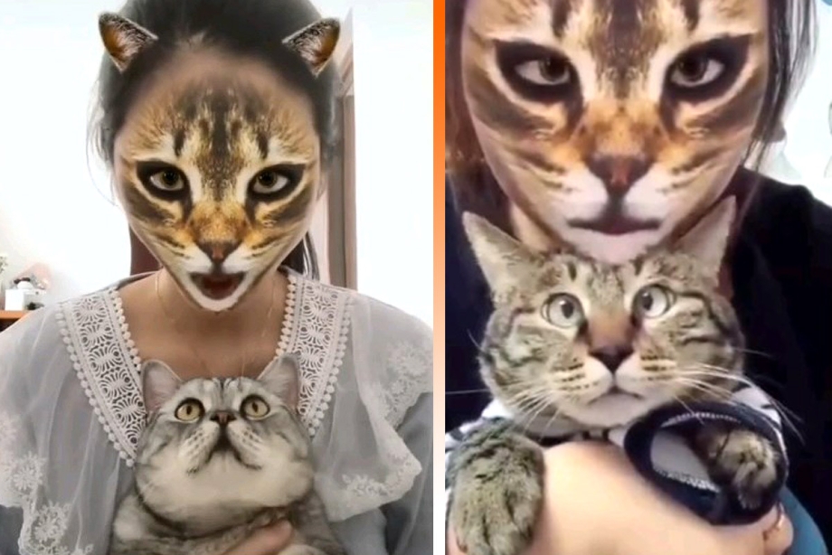 Морда кота