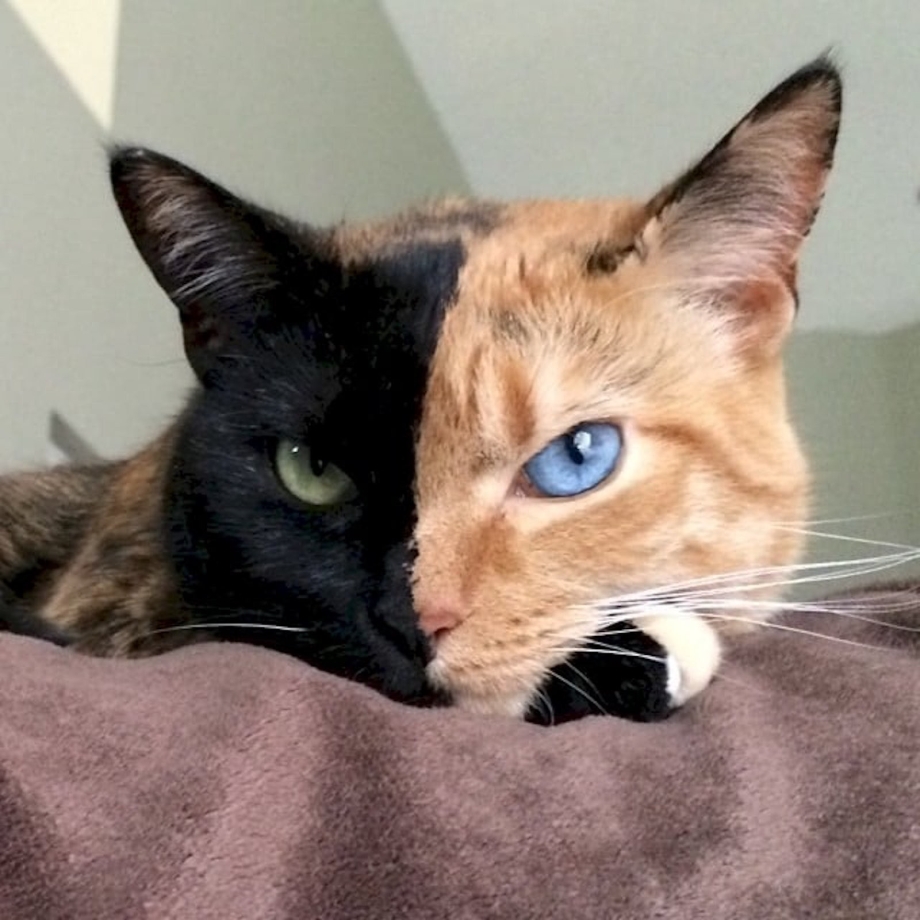 Глаза черной кошки