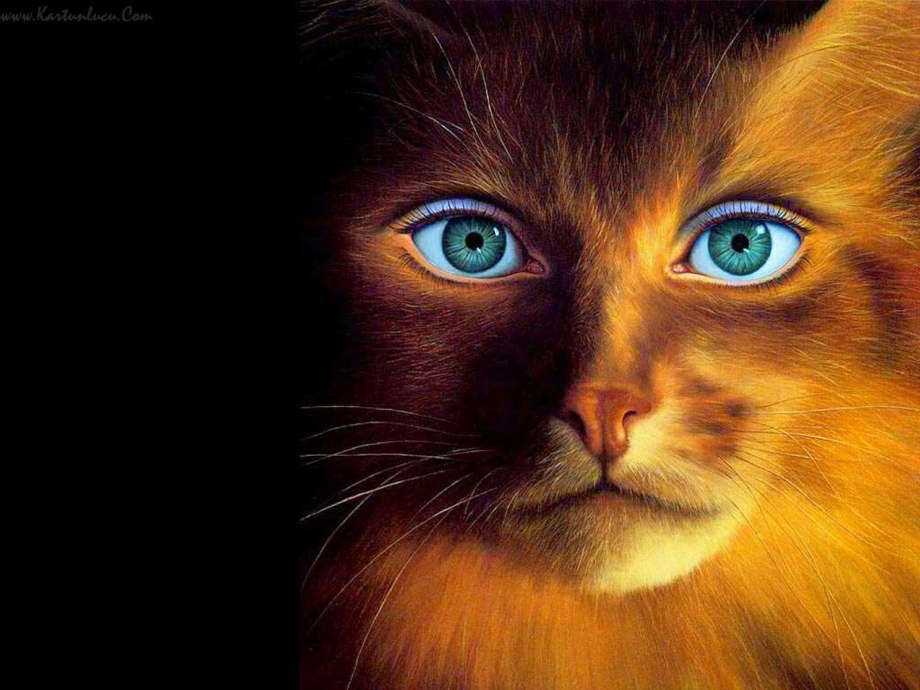 Кот с человеческими глазами