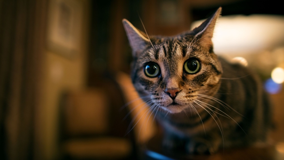 Взгляд кошки