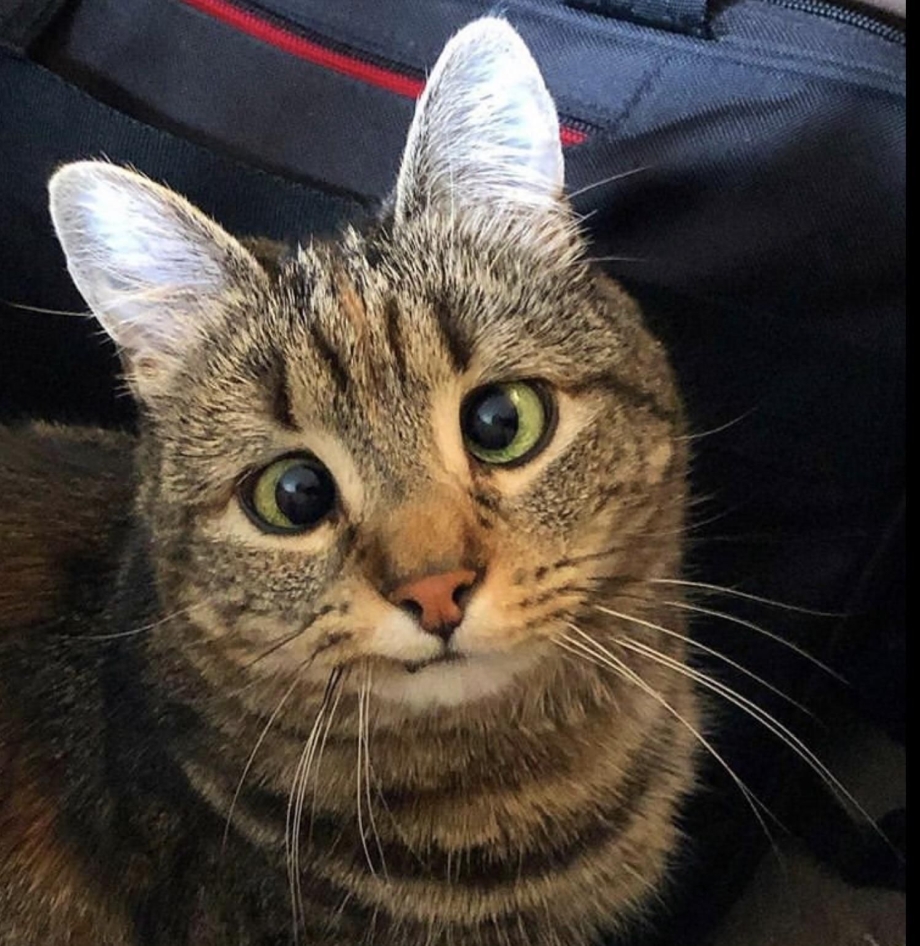 Кошачий глаз