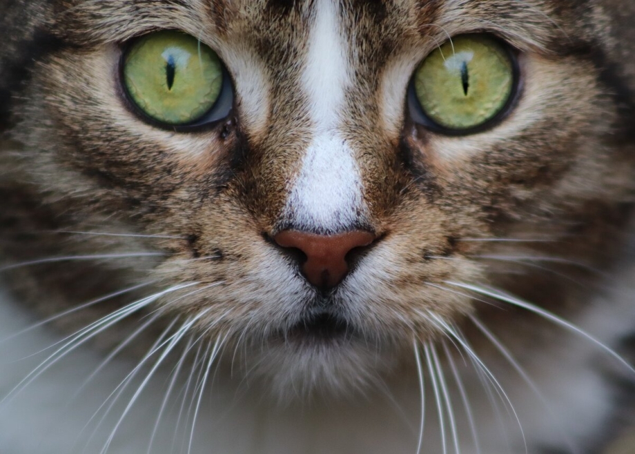 Мимика кошек грусть