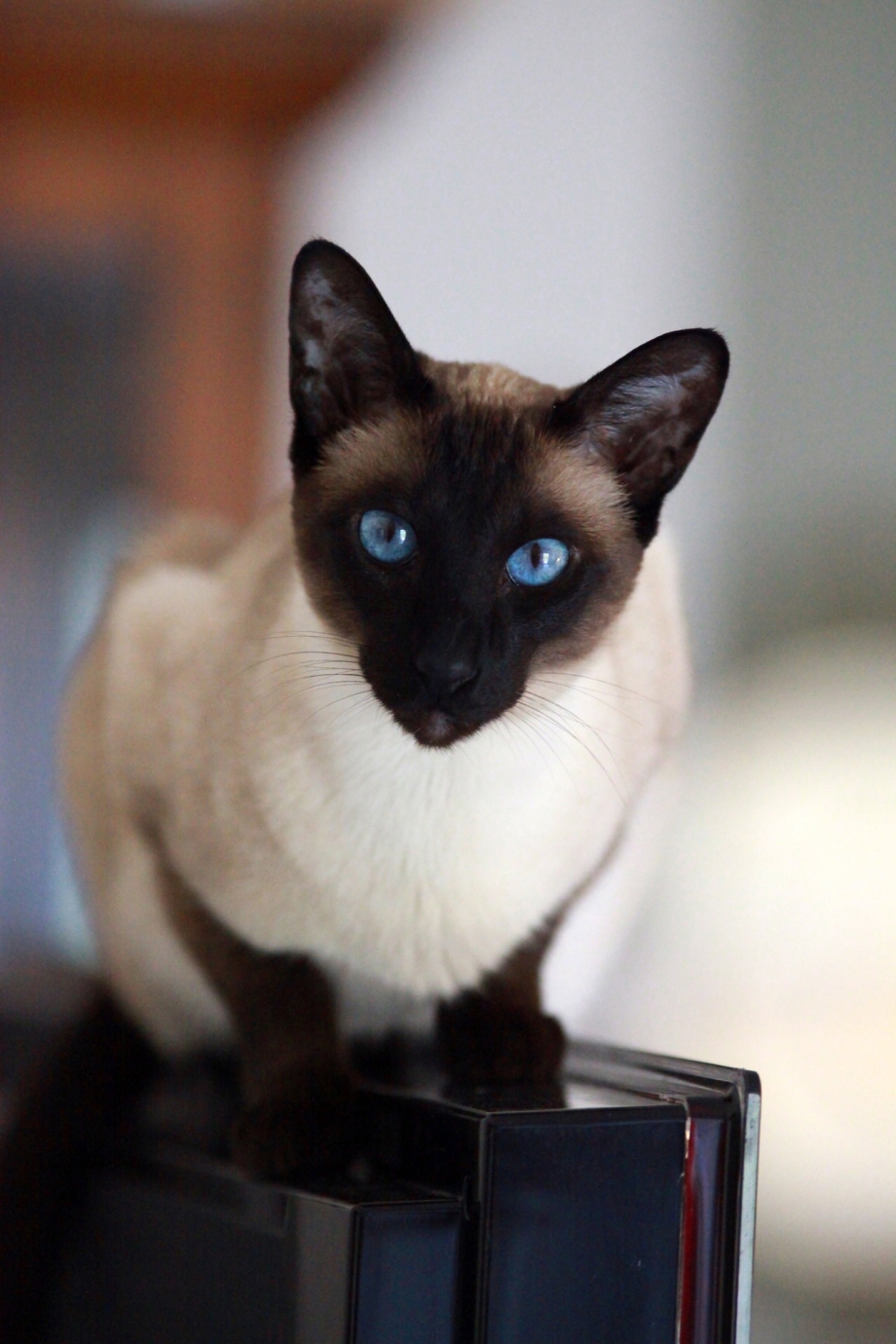Коты сиамской породы