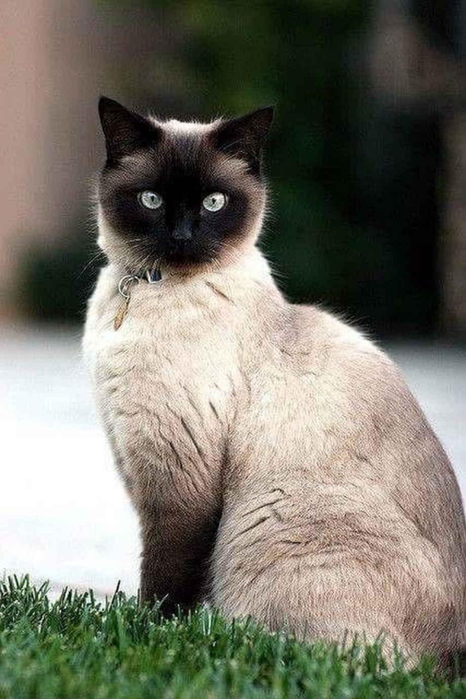 Сиамы кошки
