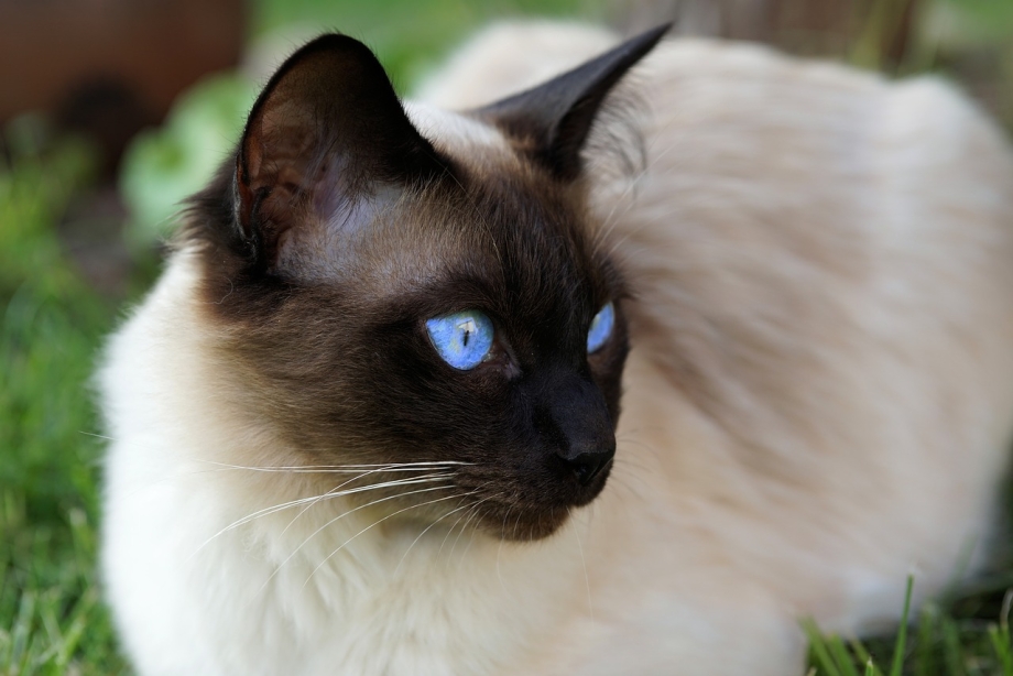 Сиамская кошка