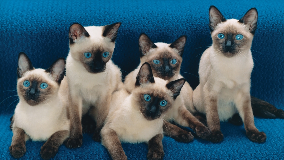 Сиамские кошки много