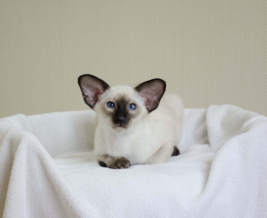 Сиамские тайские котята