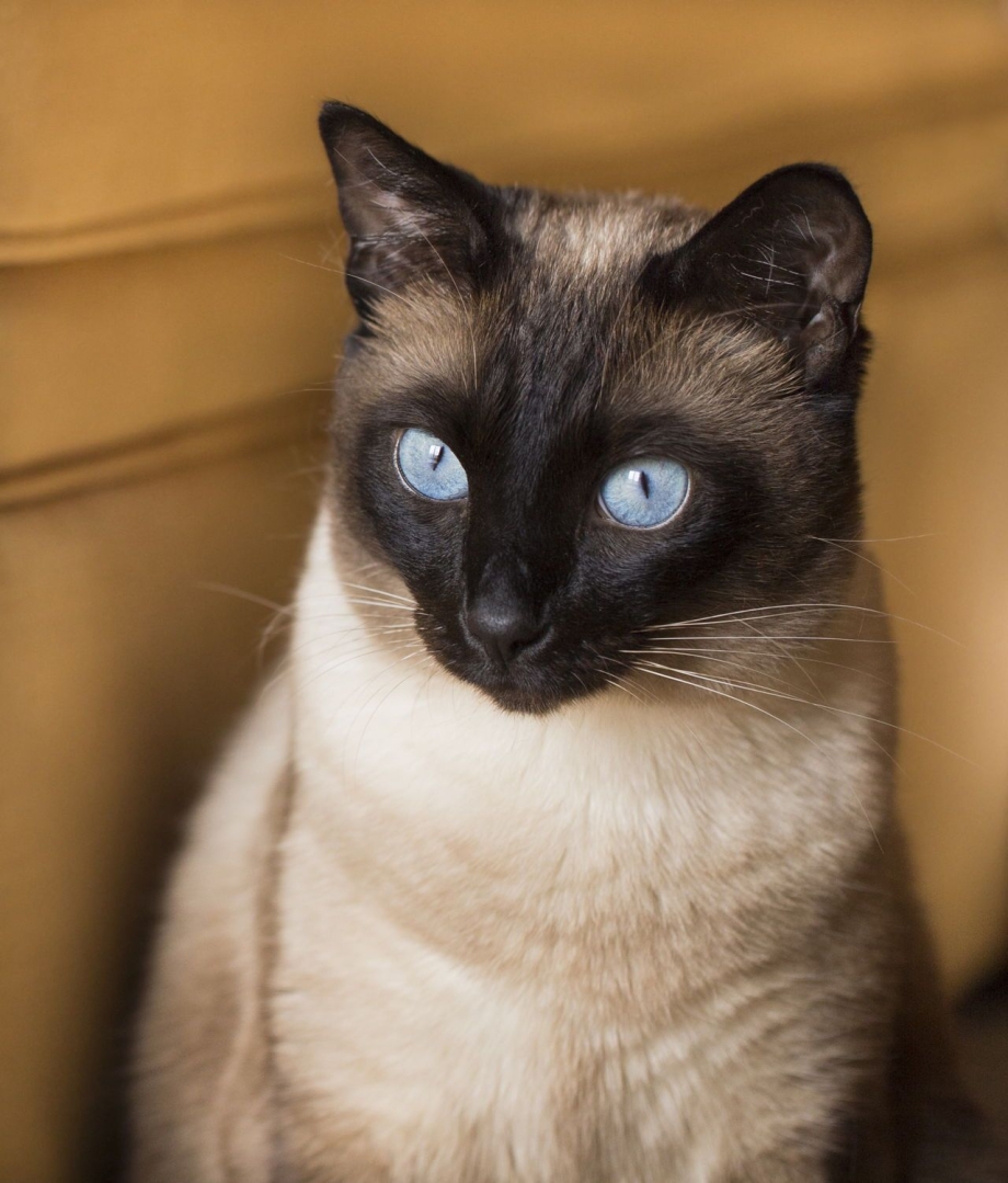 Сиамский кот королевской породы