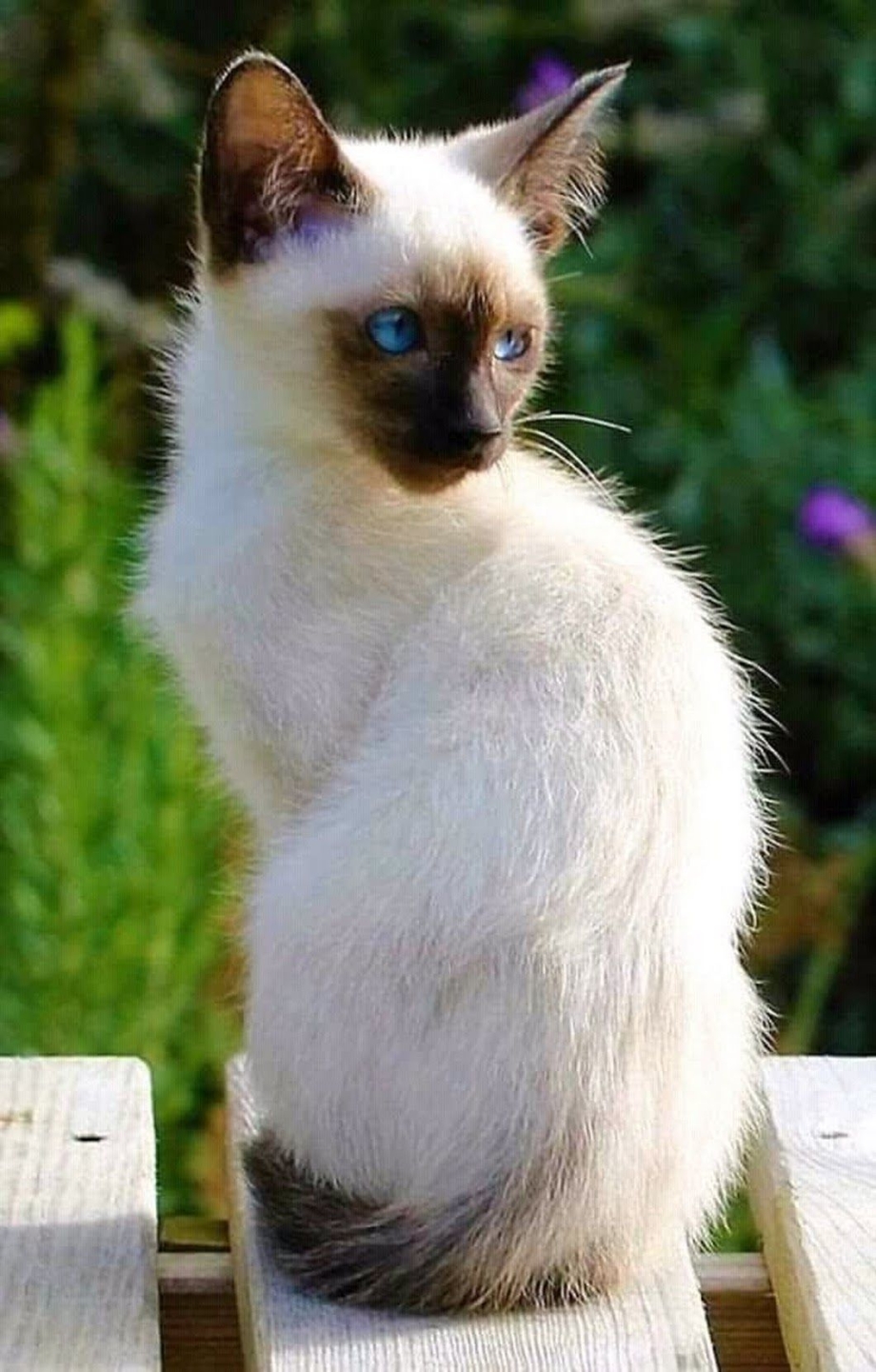 Балинезийская кошка черная
