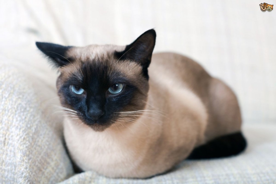 Кошка сиамка огонек