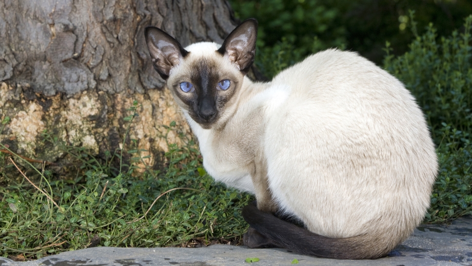 Сиамская кошка