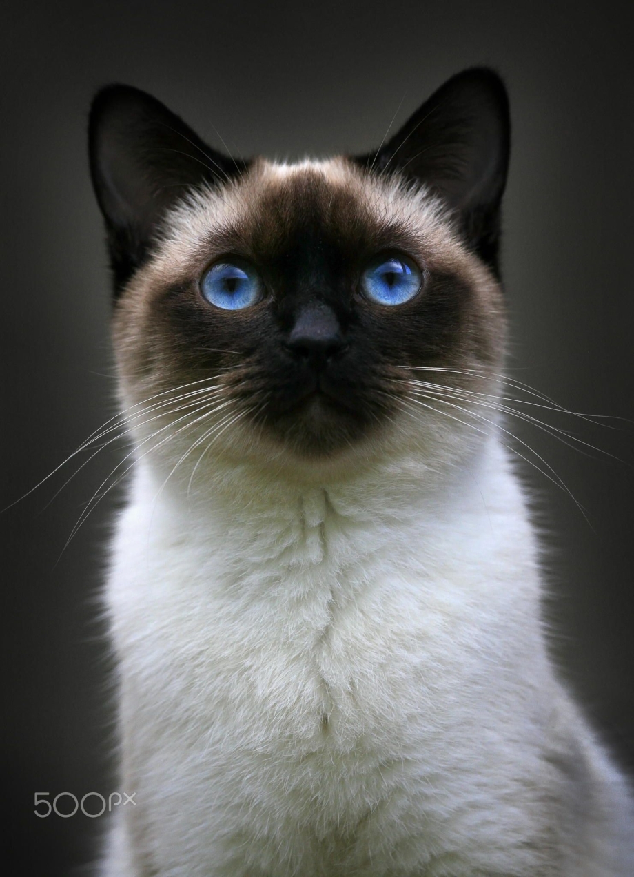 Сиамская кошка