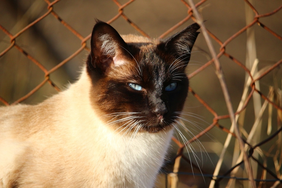 Сиамский кот
