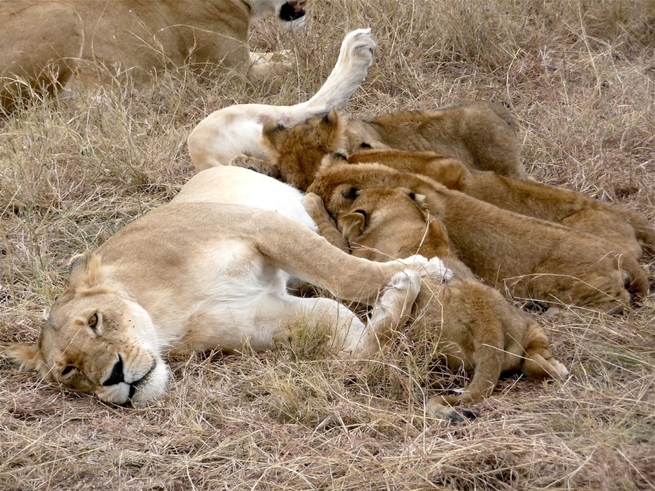 Лев и кошка