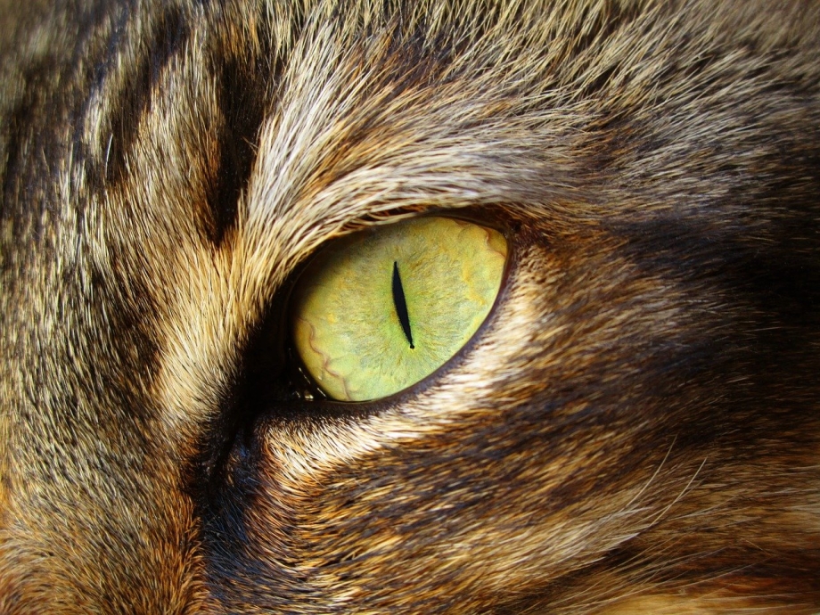 Кошачий зрачок