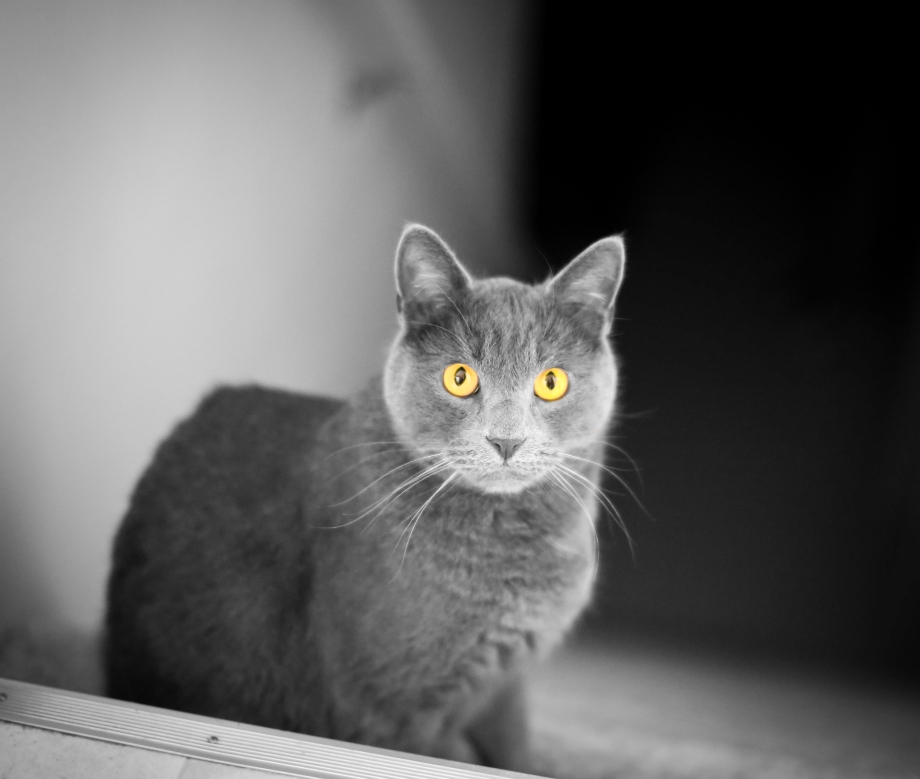 Котята британцы черно белый