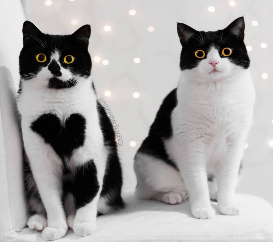 Британский кот черно белый