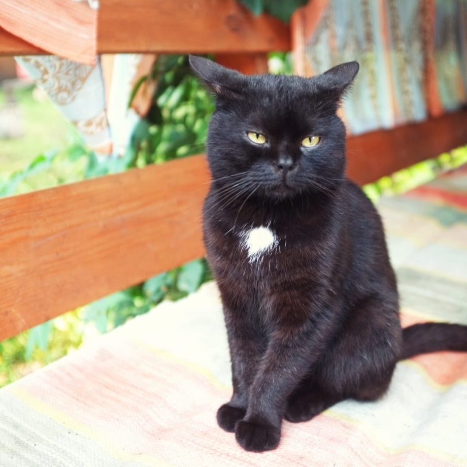 Британские короткошерстные котята черные