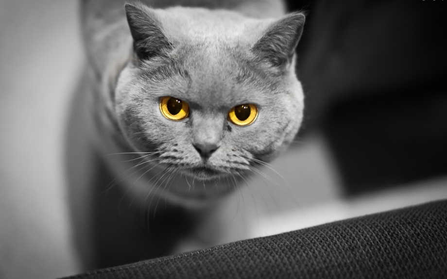 Британская кошка черная