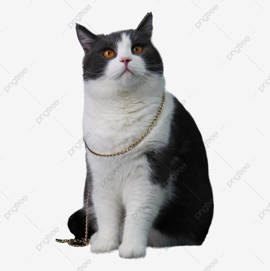 Котенок айс