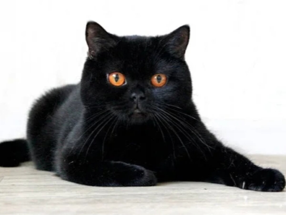 Кот британец черный