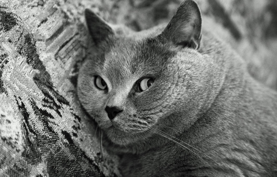 Кот британец черный
