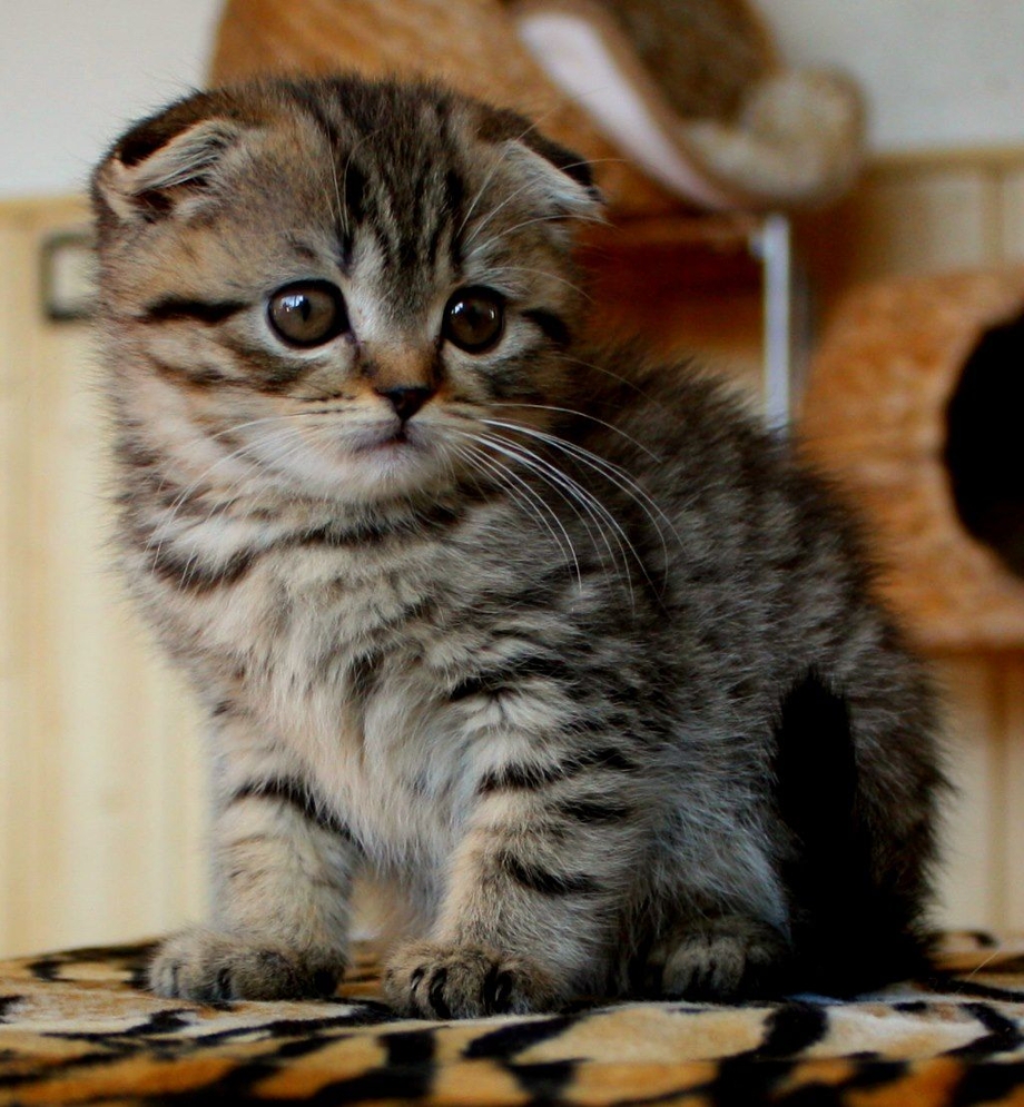 Шотландская вислоухая кошка котенок