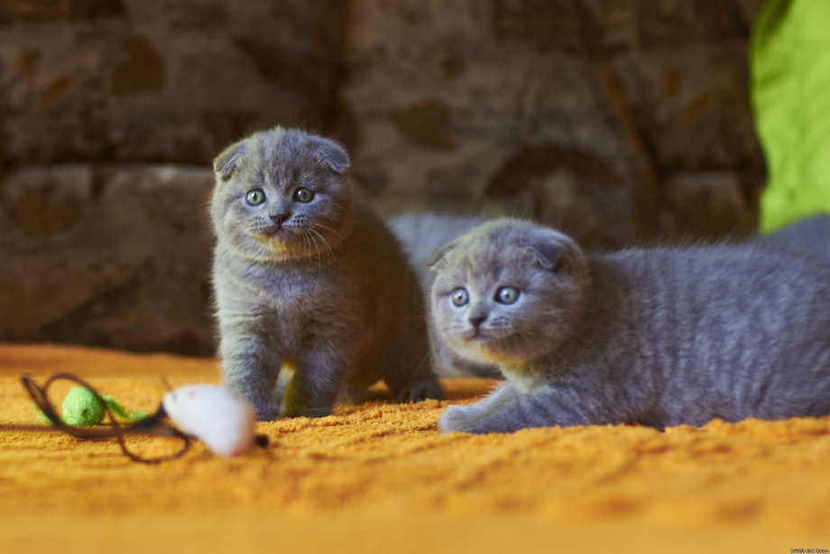 Шотландские вислоухие коты