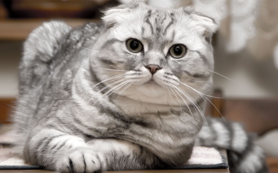 Шотландская вислоухая кошка