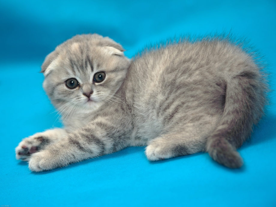 Шотланская Веселуха кошка