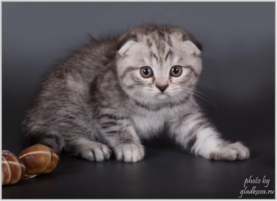 Шотландская вислоухая кошка котенок