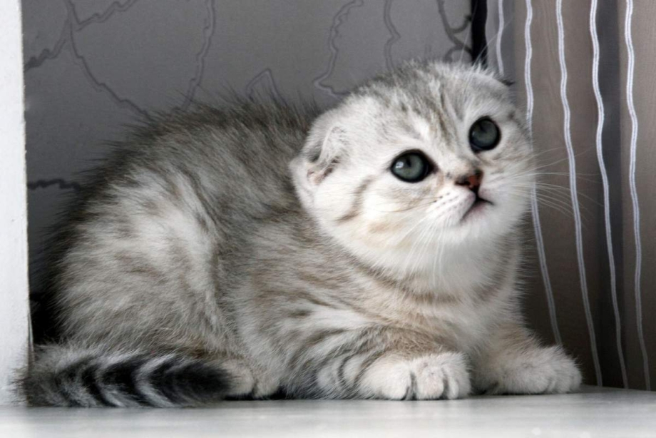 Скоттиш фолд котята