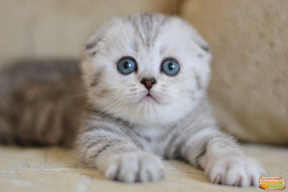 Шотландская вислоухая кошка