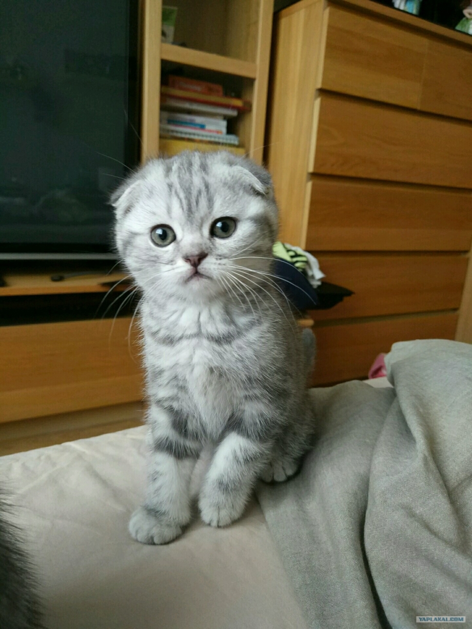 Скоттиш фолд котята