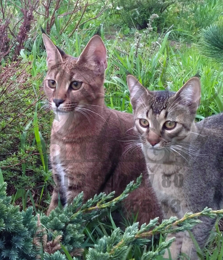 Кот Саймон с миской