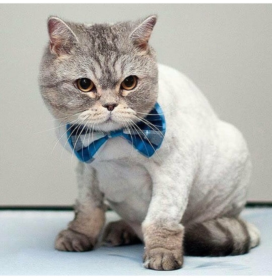 Стрижка котов