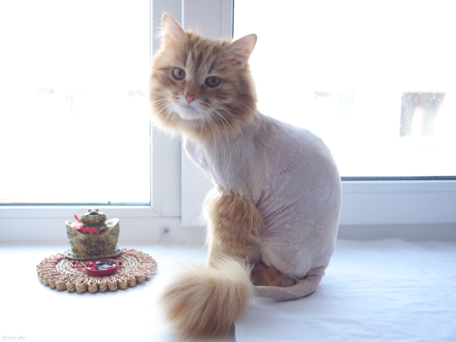 Стрижка кошек