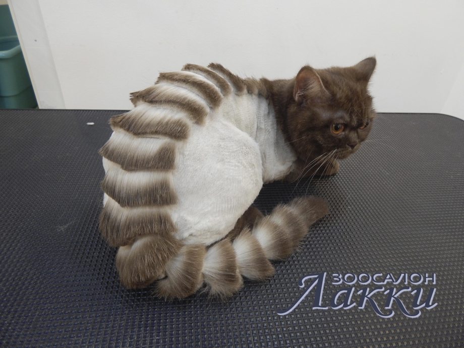 Модельные стрижки кошек