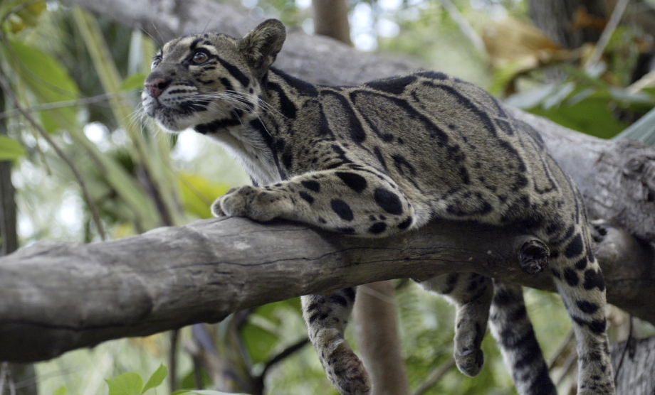 How big is a Bengal Cat?