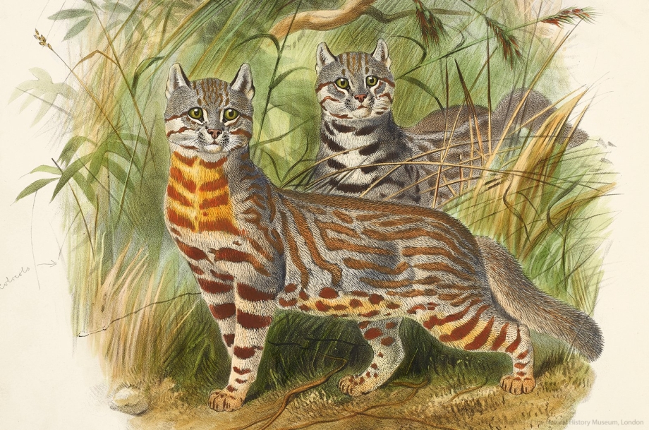 Камбоджийский кот