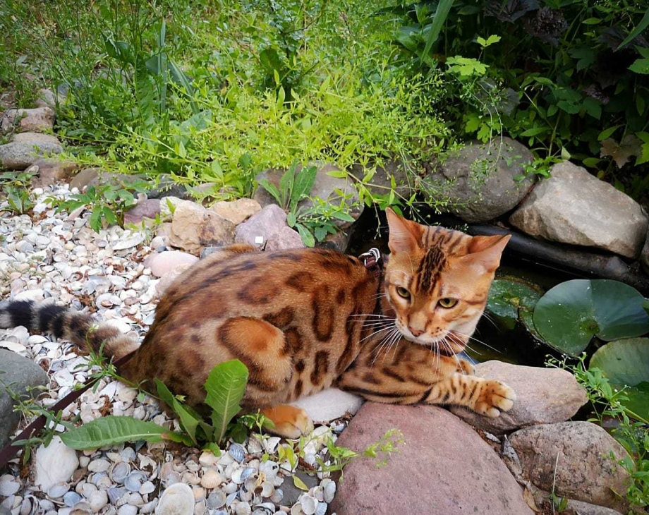 Бенгальская кошка карлик