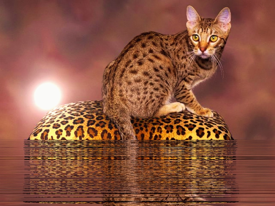 Шотландская Дикая кошка рисунок