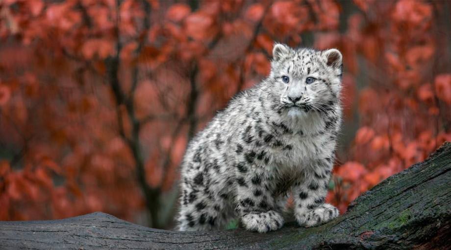 Бенгальская кошка животик