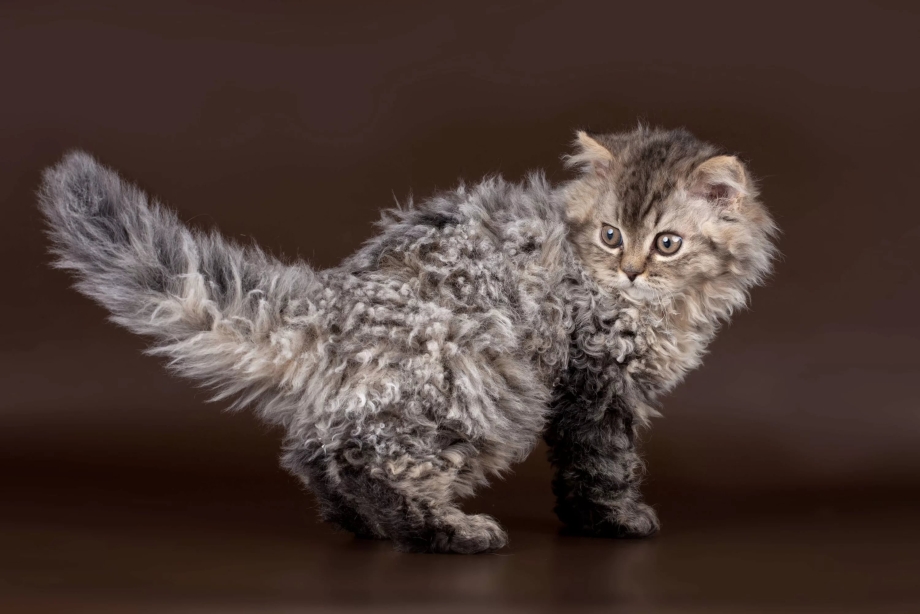 Коты Селкирк рекс